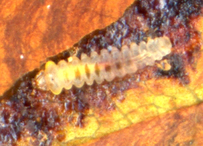 Larve van de paardenkastanjemineermot (Cameraria ohridella) op het blad van de paardenkastanje (Aesculus hippocastanum). Foto: Jan-Kees Goud.